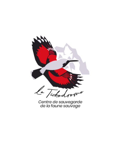 Tichodrome